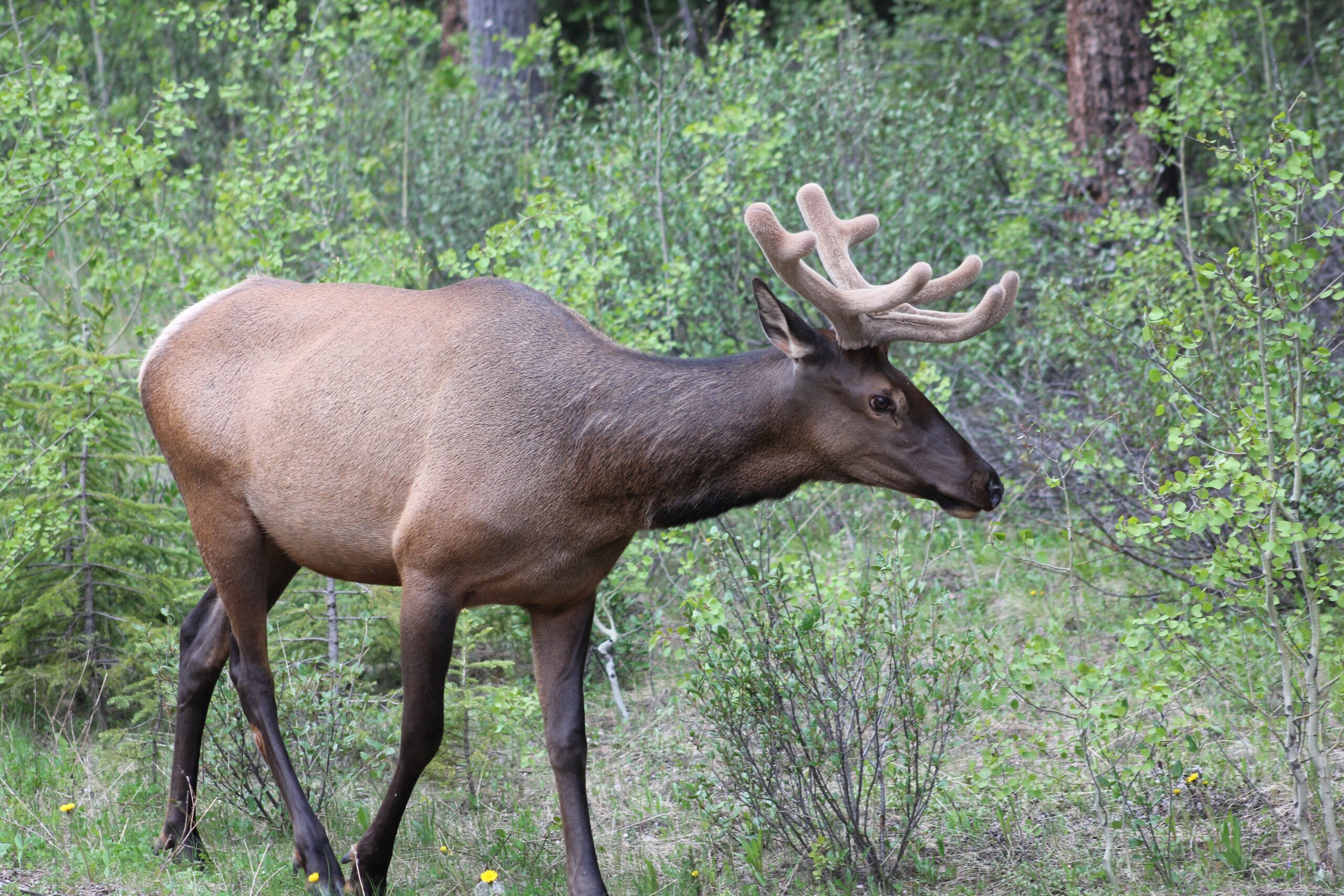 Wildlife and nature photography